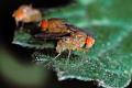 drosophila funebris